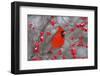 Northern Cardinal male in Common Winterberry bush in winter, Marion County, Illinois-Richard & Susan Day-Framed Photographic Print