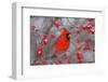 Northern Cardinal male in Common Winterberry bush in winter, Marion County, Illinois-Richard & Susan Day-Framed Photographic Print