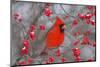 Northern Cardinal male in Common Winterberry bush in winter, Marion County, Illinois-Richard & Susan Day-Mounted Photographic Print
