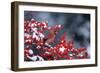 Northern Cardinal male in Common Winterberry (Ilex verticillata) in winter Marion County, Illinois-Richard & Susan Day-Framed Photographic Print