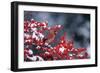 Northern Cardinal male in Common Winterberry (Ilex verticillata) in winter Marion County, Illinois-Richard & Susan Day-Framed Photographic Print