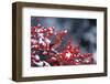 Northern Cardinal male in Common Winterberry (Ilex verticillata) in winter Marion County, Illinois-Richard & Susan Day-Framed Photographic Print