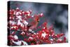 Northern Cardinal male in Common Winterberry (Ilex verticillata) in winter Marion County, Illinois-Richard & Susan Day-Stretched Canvas