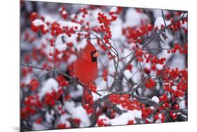 Northern Cardinal Male in Common Winterberry in Winter, Marion, Il-Richard and Susan Day-Mounted Premium Photographic Print