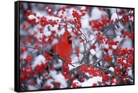 Northern Cardinal Male in Common Winterberry in Winter, Marion, Il-Richard and Susan Day-Framed Stretched Canvas