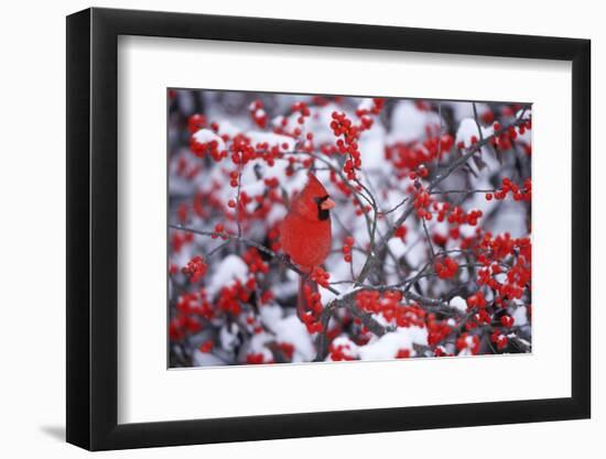 Northern Cardinal Male in Common Winterberry in Winter, Marion, Il-Richard and Susan Day-Framed Photographic Print