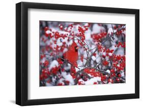 Northern Cardinal Male in Common Winterberry in Winter, Marion, Il-Richard and Susan Day-Framed Photographic Print