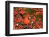 Northern Cardinal male in Common Winterberry in winter, Marion, Illinois, USA.-Richard & Susan Day-Framed Photographic Print