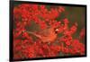 Northern Cardinal Male in Common Winterberry Marion, Il-Richard and Susan Day-Framed Photographic Print