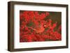 Northern Cardinal Male in Common Winterberry Marion, Il-Richard and Susan Day-Framed Photographic Print