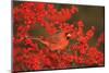 Northern Cardinal Male in Common Winterberry Marion, Il-Richard and Susan Day-Mounted Photographic Print