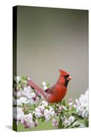 Northern Cardinal Male in Crabapple Tree, Marion, Illinois, Usa-Richard ans Susan Day-Stretched Canvas