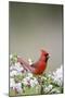 Northern Cardinal Male in Crabapple Tree, Marion, Illinois, Usa-Richard ans Susan Day-Mounted Photographic Print