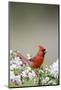 Northern Cardinal Male in Crabapple Tree, Marion, Illinois, Usa-Richard ans Susan Day-Mounted Photographic Print