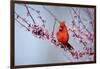 Northern Cardinal Male in Eastern Redbud, Marion, Illinois, Usa-Richard ans Susan Day-Framed Photographic Print