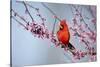 Northern Cardinal Male in Eastern Redbud, Marion, Illinois, Usa-Richard ans Susan Day-Stretched Canvas