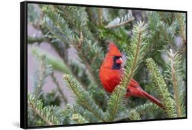 Northern cardinal male in fir tree in snow, Marion County, Illinois.-Richard & Susan Day-Framed Stretched Canvas