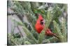 Northern cardinal male in fir tree in snow, Marion County, Illinois.-Richard & Susan Day-Stretched Canvas