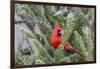 Northern cardinal male in fir tree in snow, Marion County, Illinois.-Richard & Susan Day-Framed Photographic Print