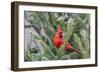 Northern cardinal male in fir tree in snow, Marion County, Illinois.-Richard & Susan Day-Framed Photographic Print