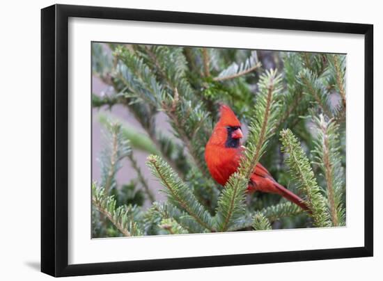 Northern cardinal male in fir tree in snow, Marion County, Illinois.-Richard & Susan Day-Framed Photographic Print