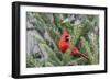 Northern cardinal male in fir tree in snow, Marion County, Illinois.-Richard & Susan Day-Framed Photographic Print