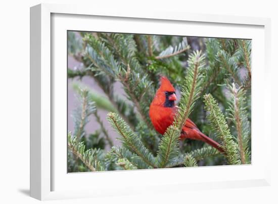 Northern cardinal male in fir tree in snow, Marion County, Illinois.-Richard & Susan Day-Framed Photographic Print