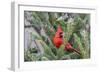 Northern cardinal male in fir tree in snow, Marion County, Illinois.-Richard & Susan Day-Framed Photographic Print