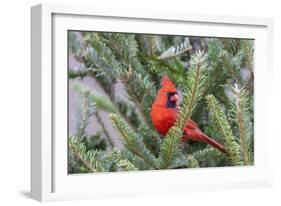 Northern cardinal male in fir tree in snow, Marion County, Illinois.-Richard & Susan Day-Framed Photographic Print