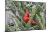 Northern cardinal male in fir tree in snow, Marion County, Illinois.-Richard & Susan Day-Mounted Photographic Print