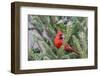 Northern cardinal male in fir tree in snow, Marion County, Illinois.-Richard & Susan Day-Framed Photographic Print