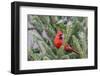 Northern cardinal male in fir tree in snow, Marion County, Illinois.-Richard & Susan Day-Framed Photographic Print