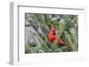 Northern cardinal male in fir tree in snow, Marion County, Illinois.-Richard & Susan Day-Framed Photographic Print