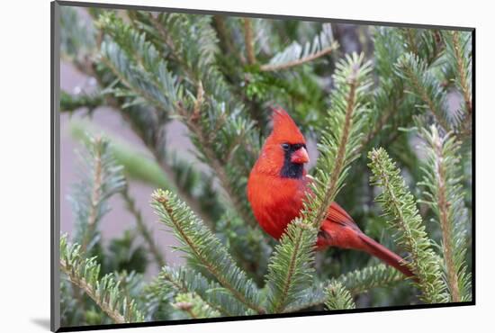 Northern cardinal male in fir tree in snow, Marion County, Illinois.-Richard & Susan Day-Mounted Photographic Print