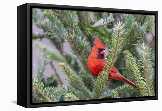 Northern cardinal male in fir tree in snow, Marion County, Illinois.-Richard & Susan Day-Framed Stretched Canvas