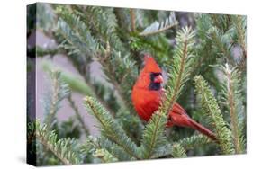 Northern cardinal male in fir tree in snow, Marion County, Illinois.-Richard & Susan Day-Stretched Canvas