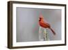 Northern cardinal male in fir tree in snow, Marion County, Illinois.-Richard & Susan Day-Framed Photographic Print