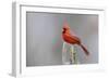 Northern cardinal male in fir tree in snow, Marion County, Illinois.-Richard & Susan Day-Framed Photographic Print