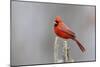 Northern cardinal male in fir tree in snow, Marion County, Illinois.-Richard & Susan Day-Mounted Photographic Print