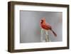 Northern cardinal male in fir tree in snow, Marion County, Illinois.-Richard & Susan Day-Framed Photographic Print