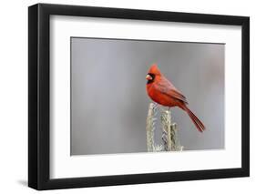 Northern cardinal male in fir tree in snow, Marion County, Illinois.-Richard & Susan Day-Framed Photographic Print