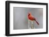 Northern cardinal male in fir tree in snow, Marion County, Illinois.-Richard & Susan Day-Framed Photographic Print