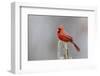 Northern cardinal male in fir tree in snow, Marion County, Illinois.-Richard & Susan Day-Framed Photographic Print