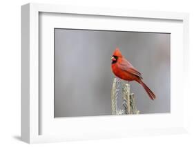 Northern cardinal male in fir tree in snow, Marion County, Illinois.-Richard & Susan Day-Framed Photographic Print