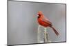 Northern cardinal male in fir tree in snow, Marion County, Illinois.-Richard & Susan Day-Mounted Photographic Print