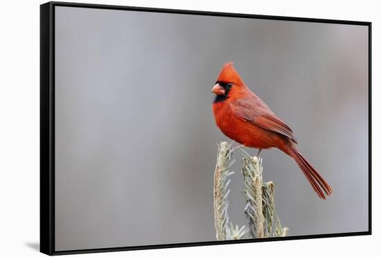 Northern cardinal male in fir tree in snow, Marion County, Illinois.-Richard & Susan Day-Framed Stretched Canvas