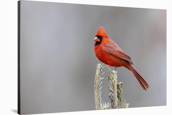 Northern cardinal male in fir tree in snow, Marion County, Illinois.-Richard & Susan Day-Stretched Canvas