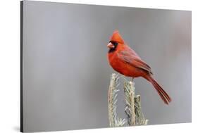 Northern cardinal male in fir tree in snow, Marion County, Illinois.-Richard & Susan Day-Stretched Canvas