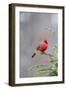 Northern cardinal male in fir tree in snow, Marion County, Illinois.-Richard & Susan Day-Framed Photographic Print