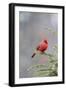 Northern cardinal male in fir tree in snow, Marion County, Illinois.-Richard & Susan Day-Framed Photographic Print